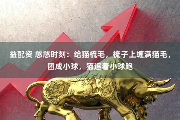 益配资 憨憨时刻：给猫梳毛，梳子上缠满猫毛，团成小球，猫追着小球跑